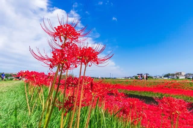 🌸 벚꽃산 난바라지(사쿠라야마 난바라지) 이미지 6